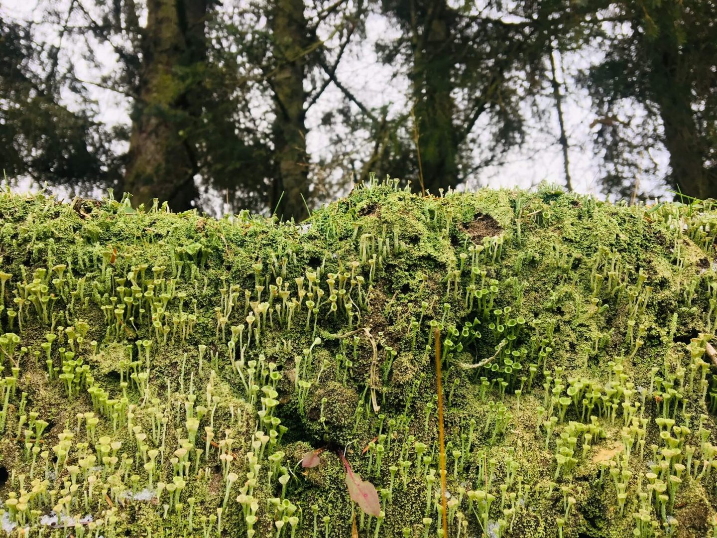 Mit ayahuasca gennembrud kom efter længere tids arbejde. Billedet repræsenterer dette via en høj, grøn plantevæg, der skal forceres.