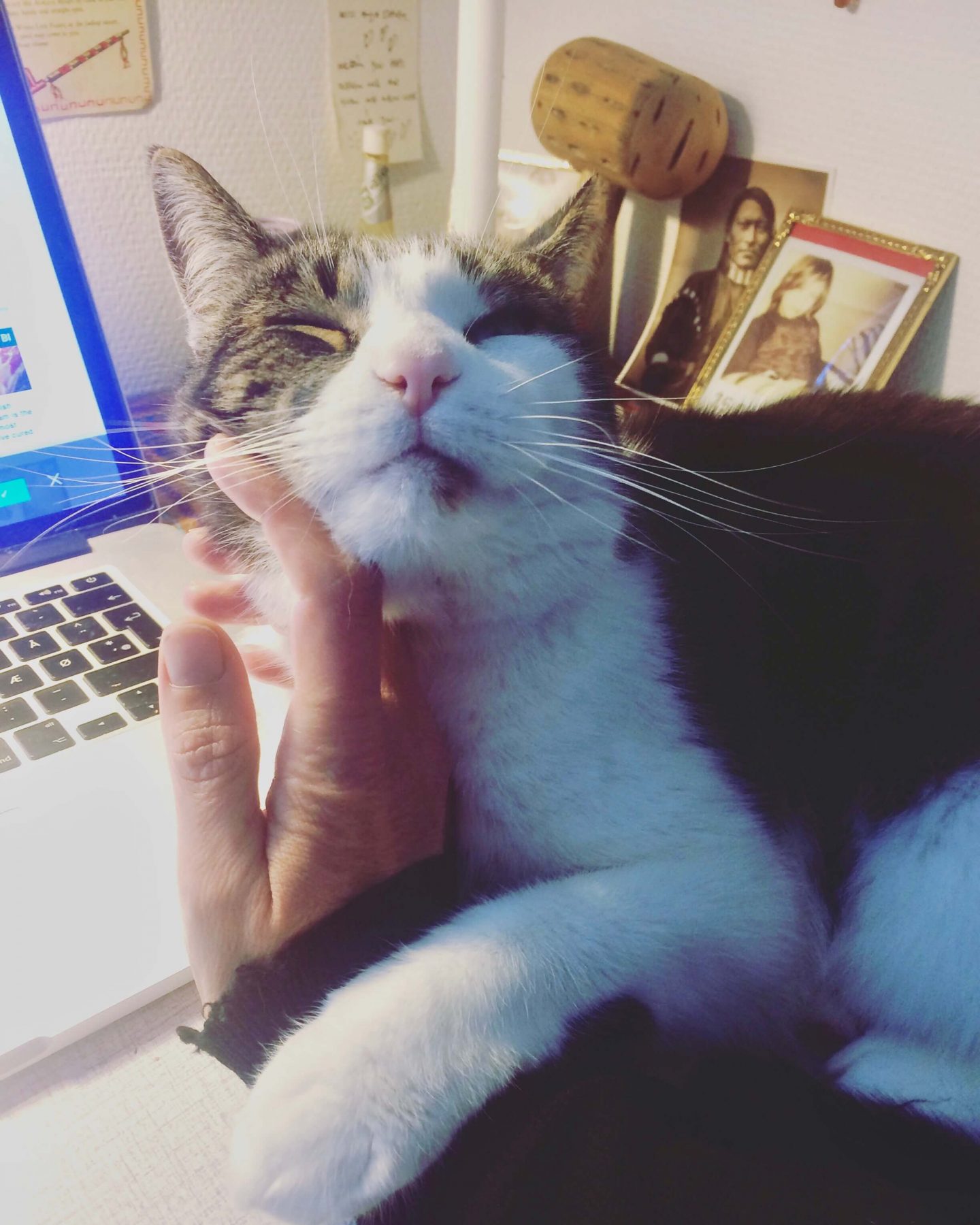 Min kat Jonna der ligger på mit skrivebord mens jeg arbejder. Jeg er taknemmelig over hun viser mig så meget kærlighed.
