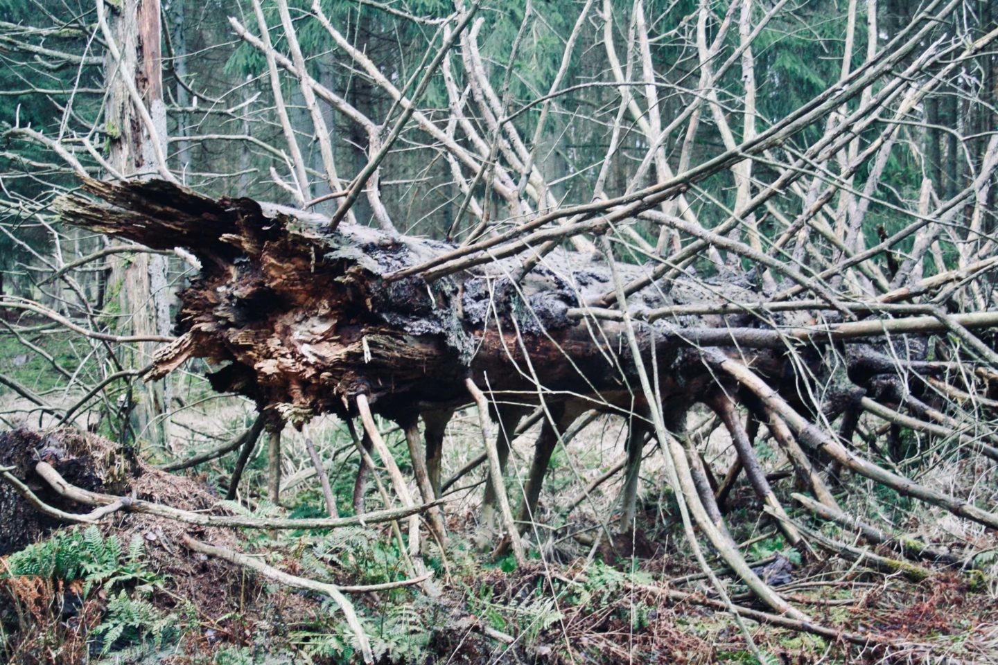 Væltet råddent træ i skoven ved Thorsager.