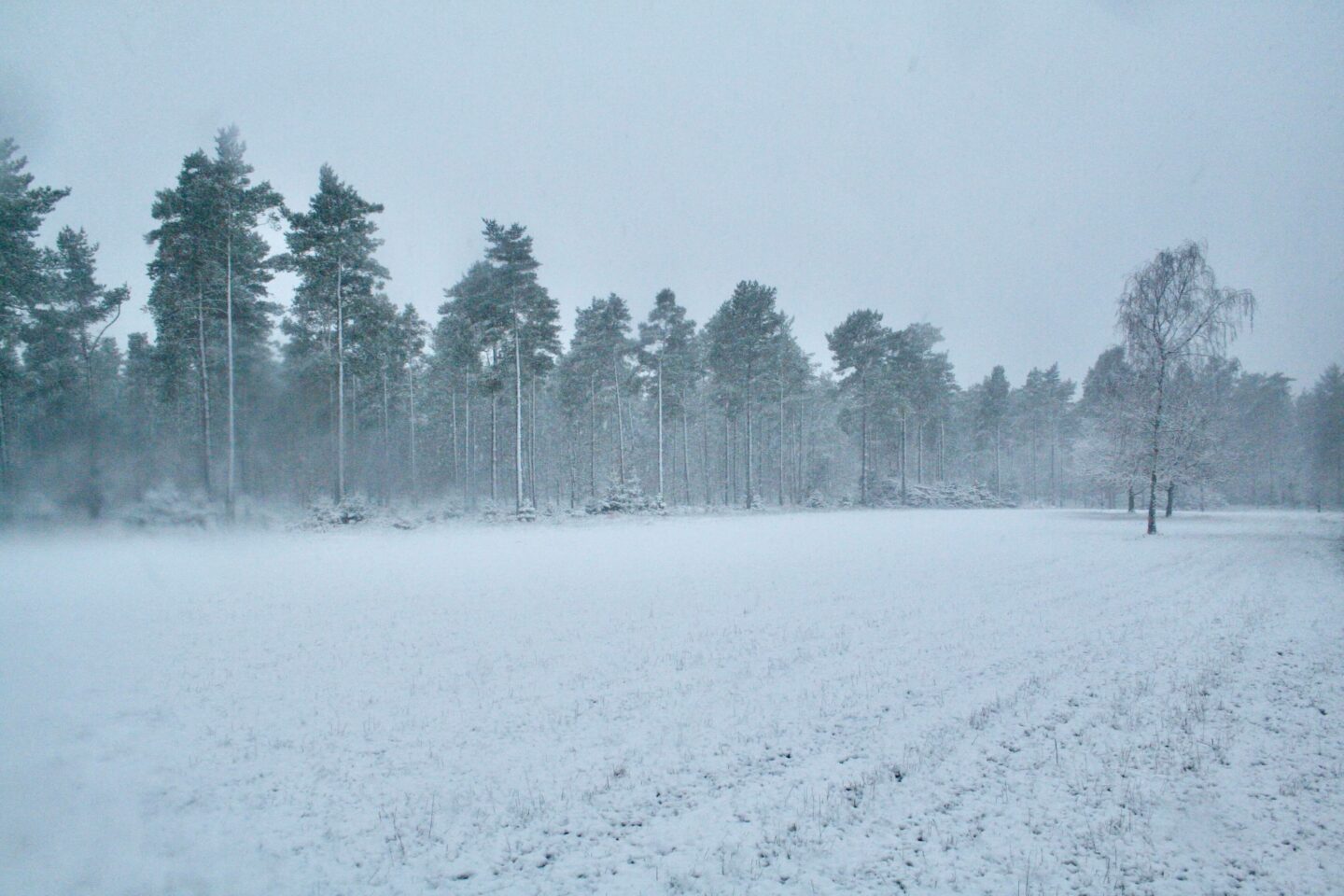 Snevejr i skoven ved Skaføgaard på Syddjurs. Sne er for mange også en god måde at blive vækket på. Til at undersøge hvad formålet med smerte er.