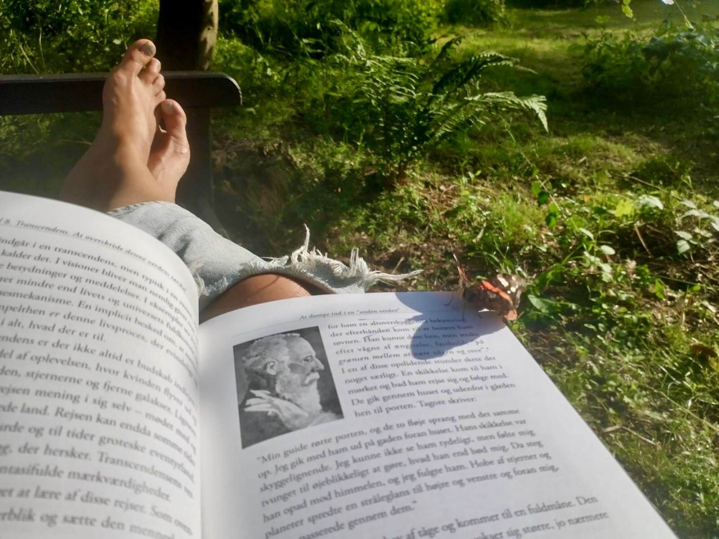 Sommerfugl på min bog i solen.