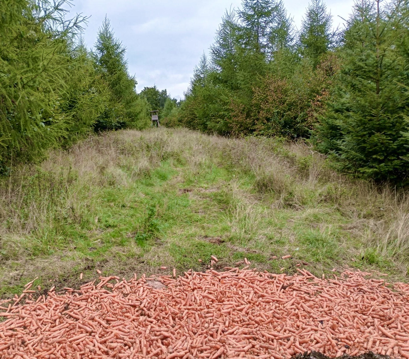 Tanker om jagt, mens jeg går i skoven ved Skaføgaard på Djursland. Gulerødder ligger spredt ud på et fodringssted til vildtet og jagttårnet står meget tæt på.