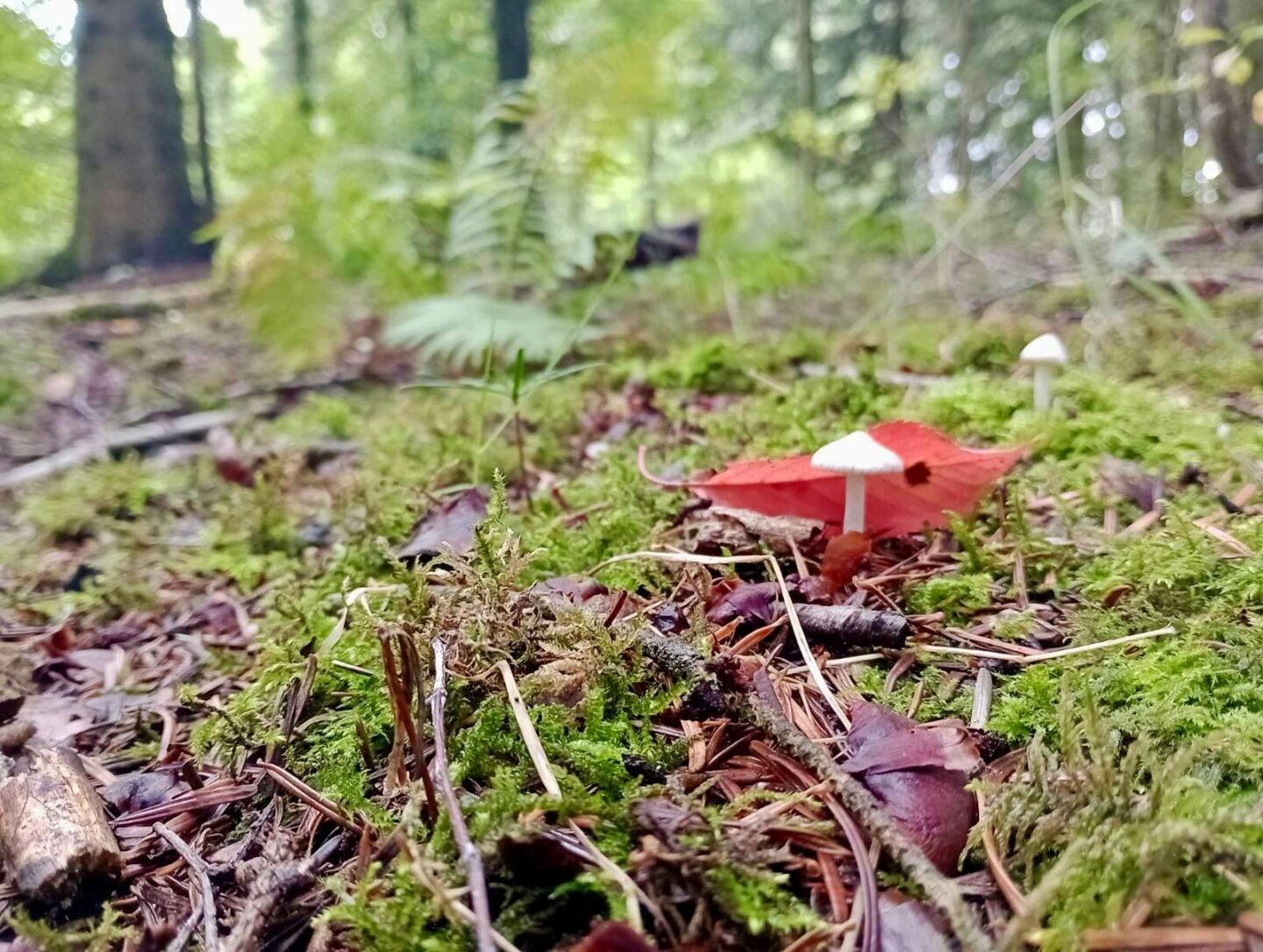 Kampen om nuet ophører næsten med at eksistere når jeg går tur og fokuserer på det små i det store. Som en svamp i skovbunden i skoven ved Skaføgaard.